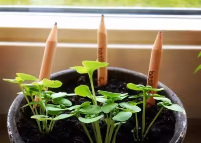 Sprout – plant din blyant